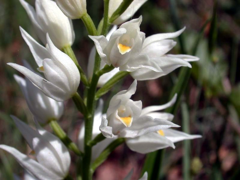 Cephalanthera longifolia